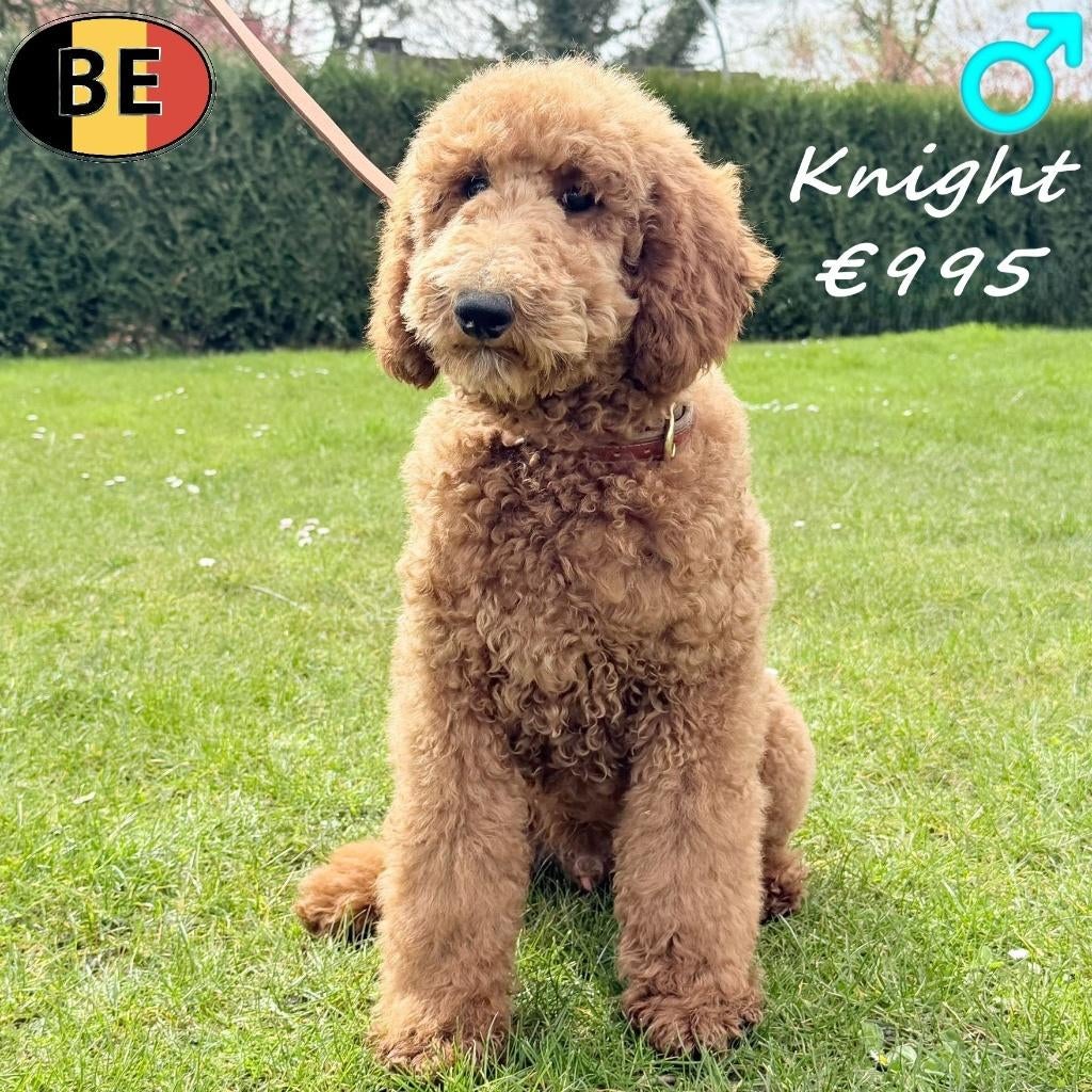 Kongingspoedel, Kody & Knight - te koop (Belgisch), Dieren en Toebehoren, Poedel, Parvo, België, 15 weken tot 1 jaar