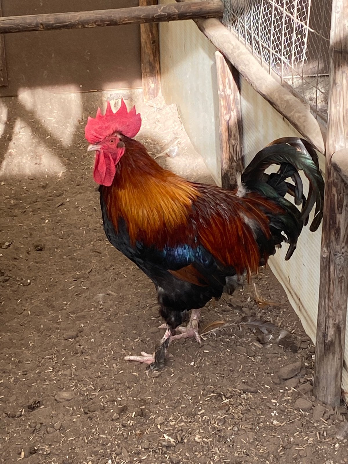 Marans haan, Kip