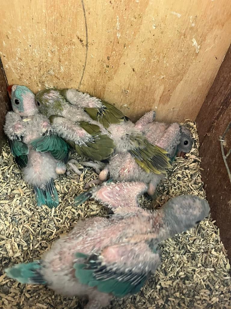 Halsband parkiet handtam te reserveren, Dieren en Toebehoren, Parkiet