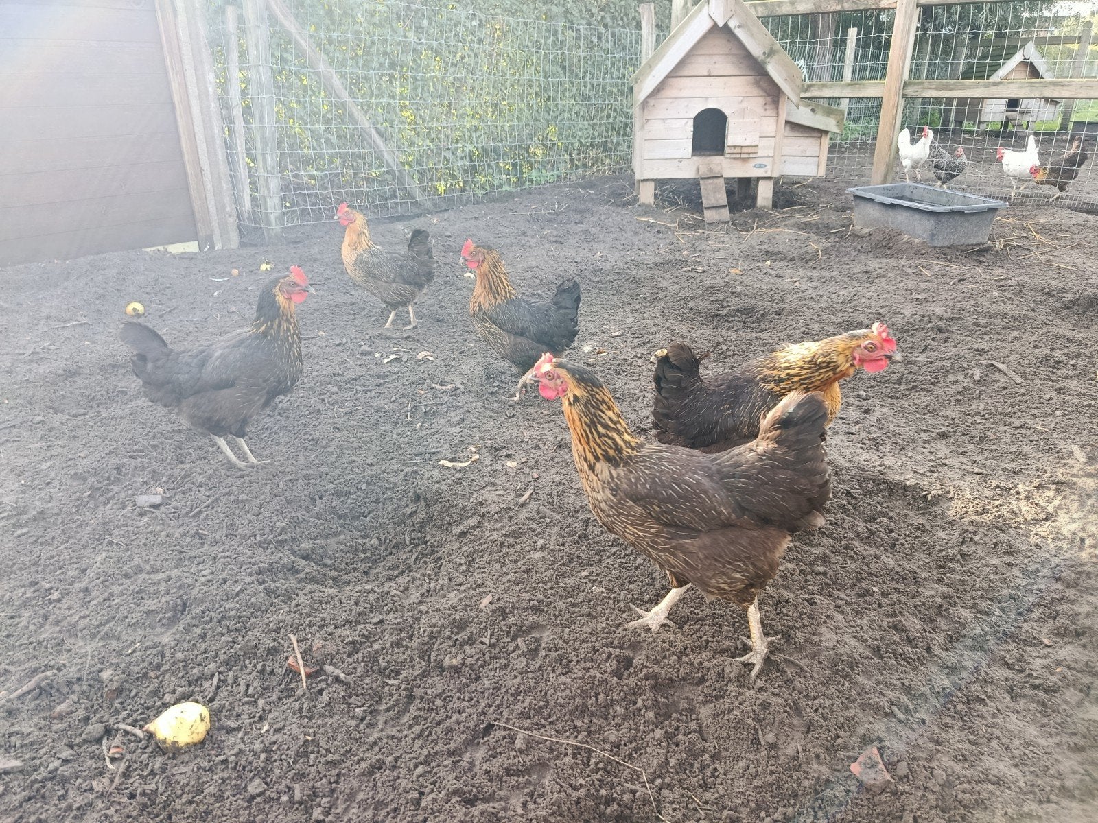 7 zwarte legkippen, Dieren en Toebehoren