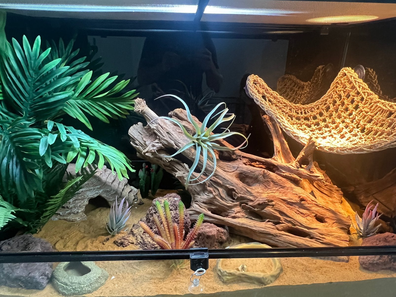Baardagaam snow, Met terrarium, 0 tot 2 jaar