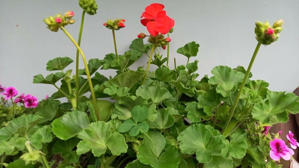 Geraniums staande, Tuin en Terras, Ophalen