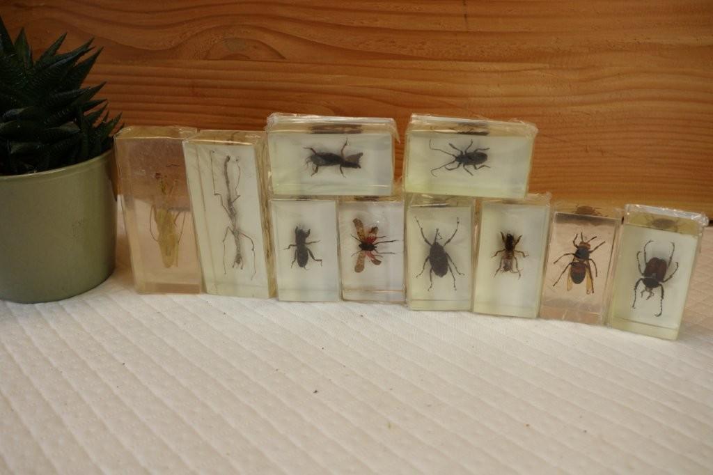 Taxidermie - Opgezette Insecten in epoxy, Verzamelen, Ophalen, Insect