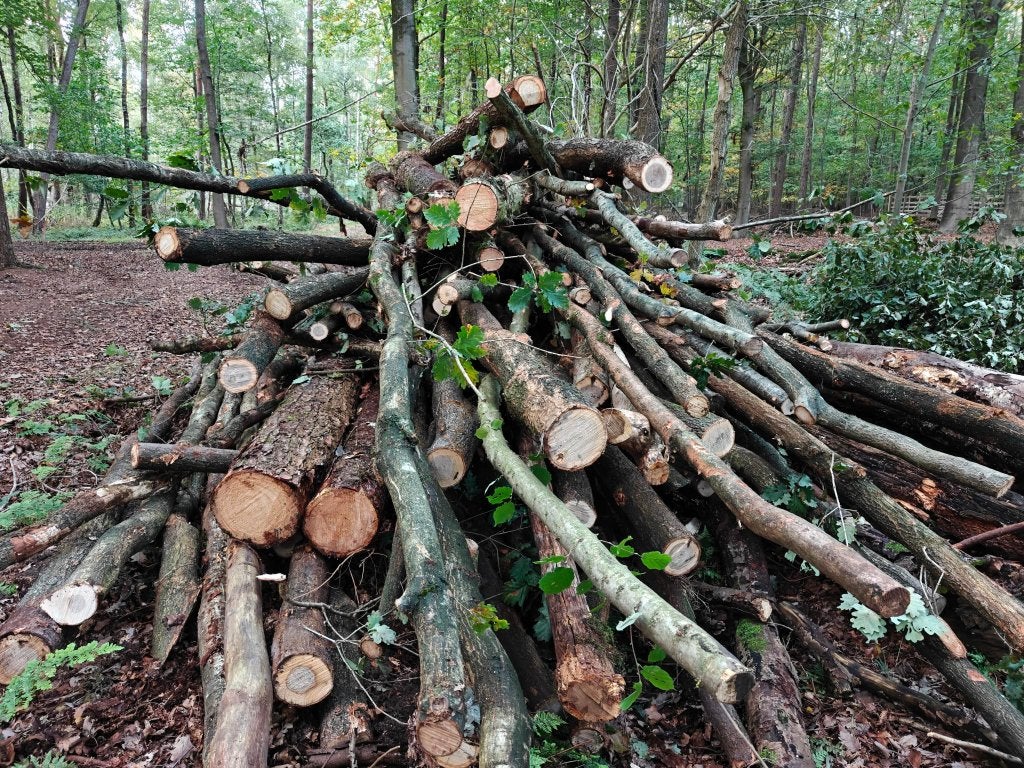 Belle parcelle de bois de chauffage (chêne) à Maldegem, Enlèvement, Chêne, Troncs d'arbres