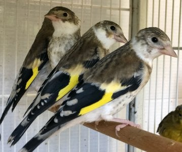 Cherche chardonneret mutation