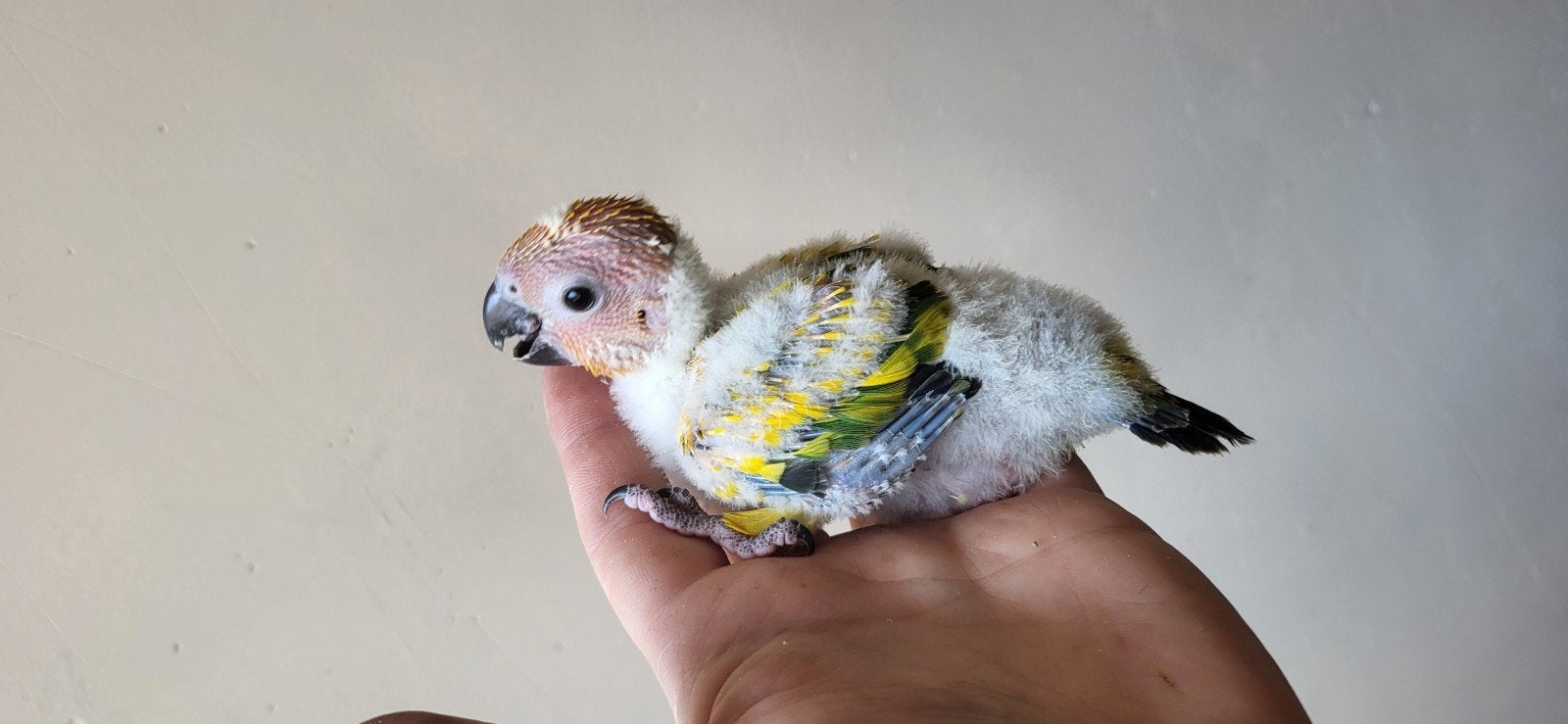 conure soleil
