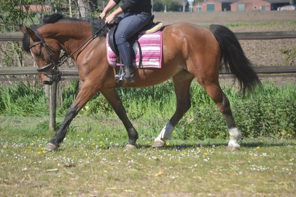 Leuke brave allround merrie, Dieren en Toebehoren, Merrie, B, 3 tot 6 jaar, Recreatiepony