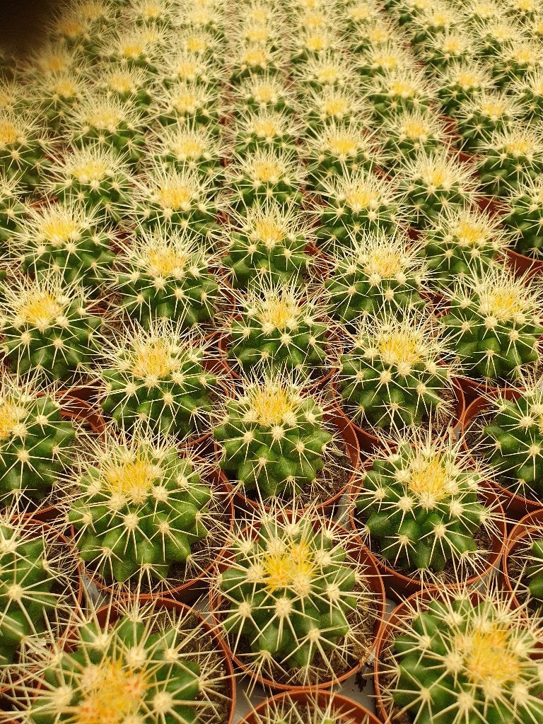Enstam voor cactussen: Echinocactus grusonii, Ophalen of Verzenden, Cactus, In pot, Volle zon