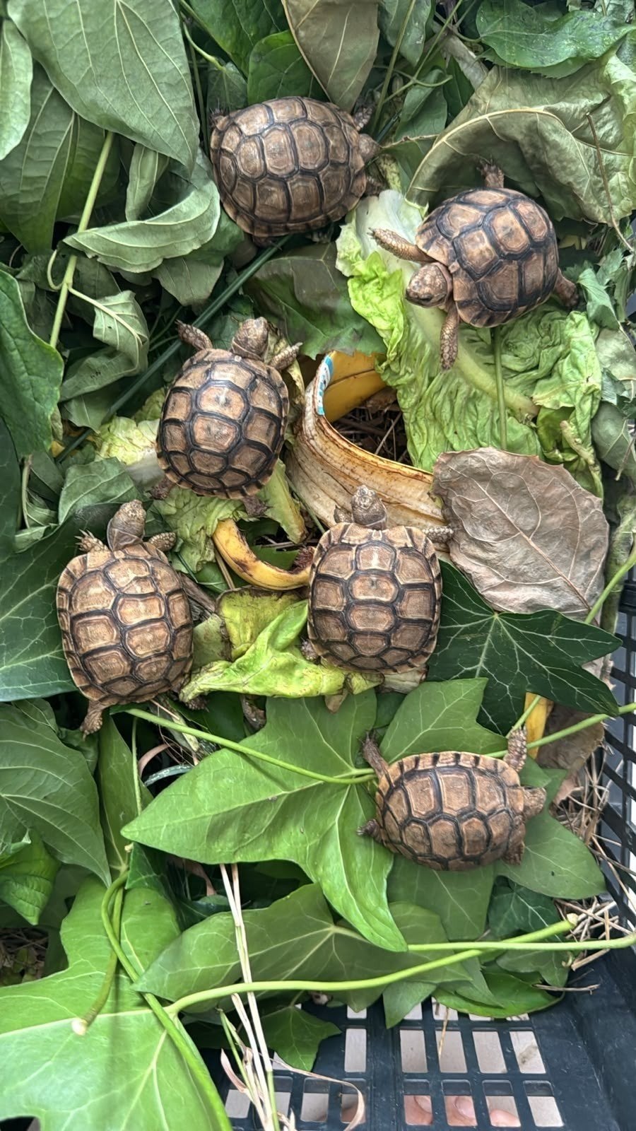 tortues grecques, Dieren en Toebehoren, Reptielen en Amfibieën, Schildpad, Tam, 0 tot 2 jaar