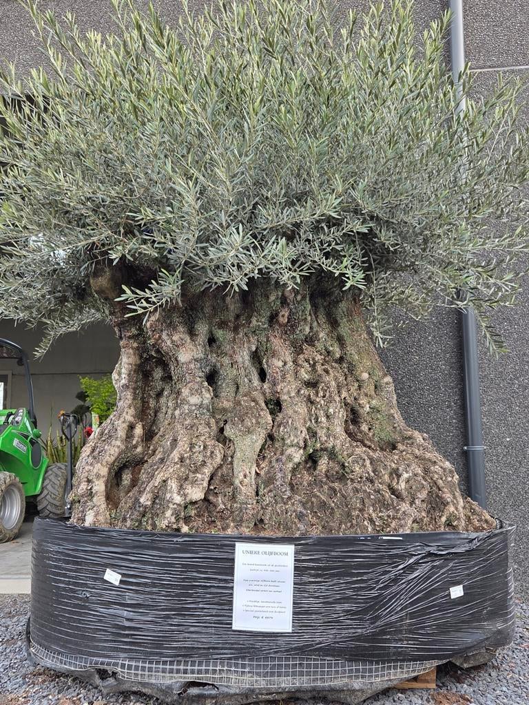 Prachtige olijfboom Olea Europaea Bonsai, Tuin en Terras, Ophalen, Olijfboom