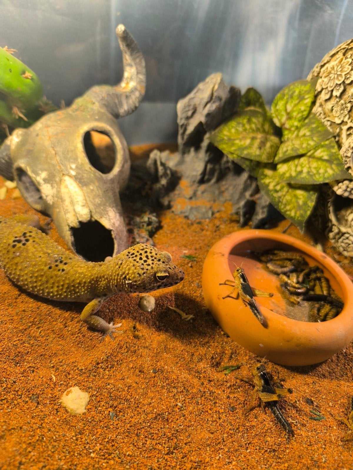 luipaardgekkos met terrarium, Met terrarium