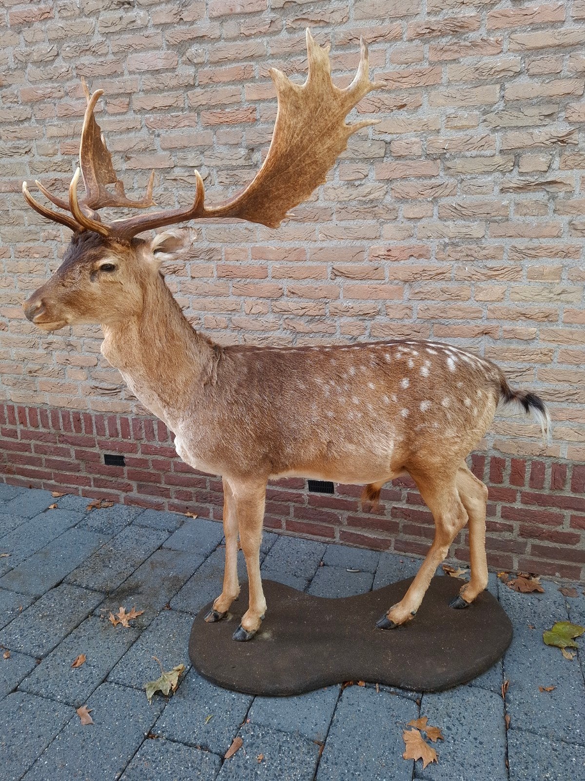 daim en peluche, taxidermie, crâne, bois, chasse au cerf de, Collections, Enlèvement, Cerf, Animal empaillé