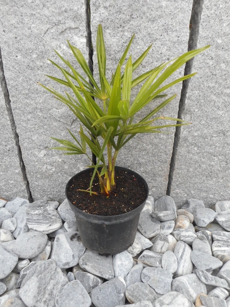 Plantes, Enlèvement ou Envoi, Printemps, Plante fixe, Autres espèces
