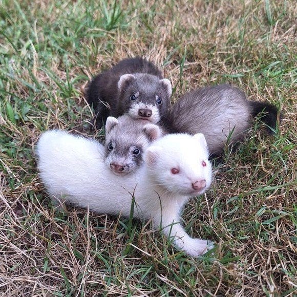 Tamme frettenpups beschikbaar, Dieren en Toebehoren, Overige Dieren, Mei