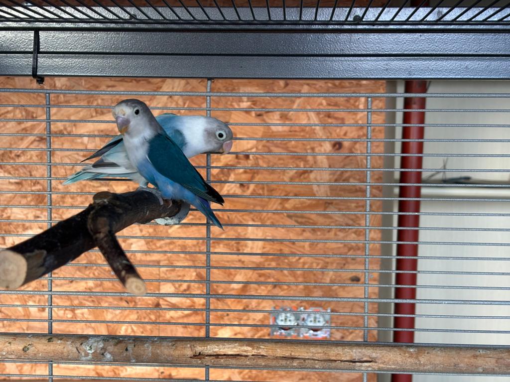 2 dwergpapegaaien, Plusieurs animaux, Perroquet nain ou Inséparable