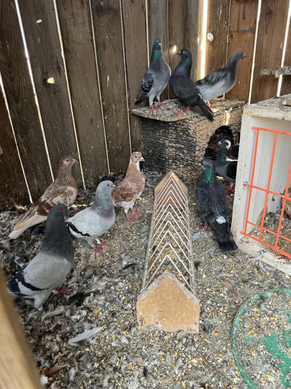 Duiven, Dieren en Toebehoren