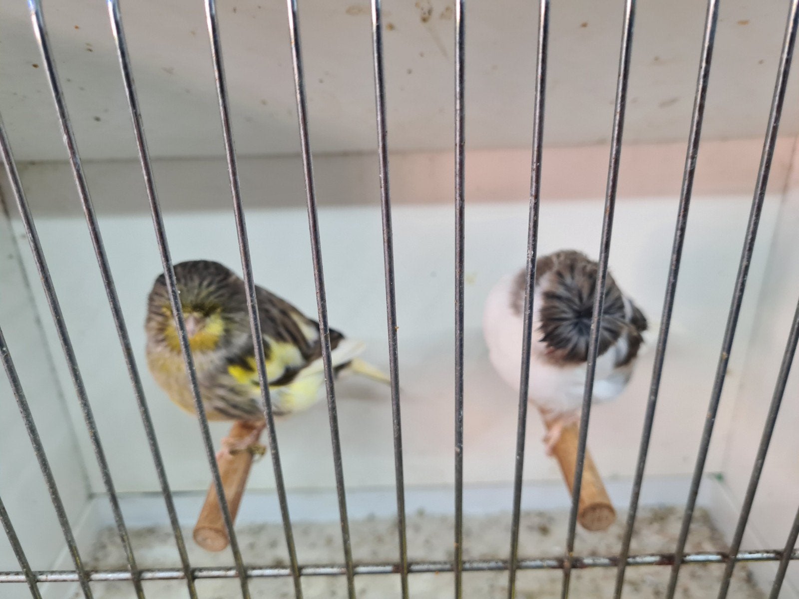 gloster, Dieren en Toebehoren