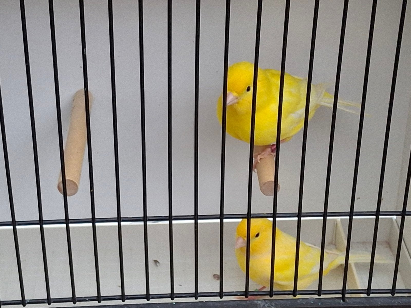 Wit recessief en gele kanaries alsook split vogels, Dieren en Toebehoren