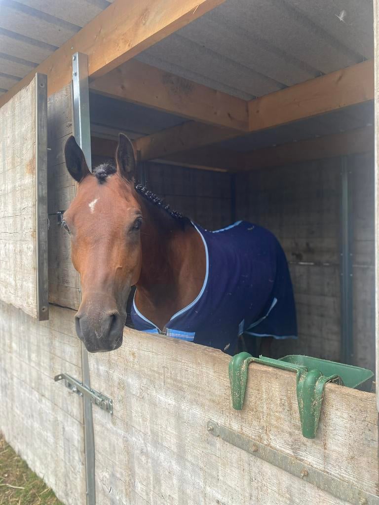 8 jarige ruin te koop, Dieren en Toebehoren, Paarden, Ruin