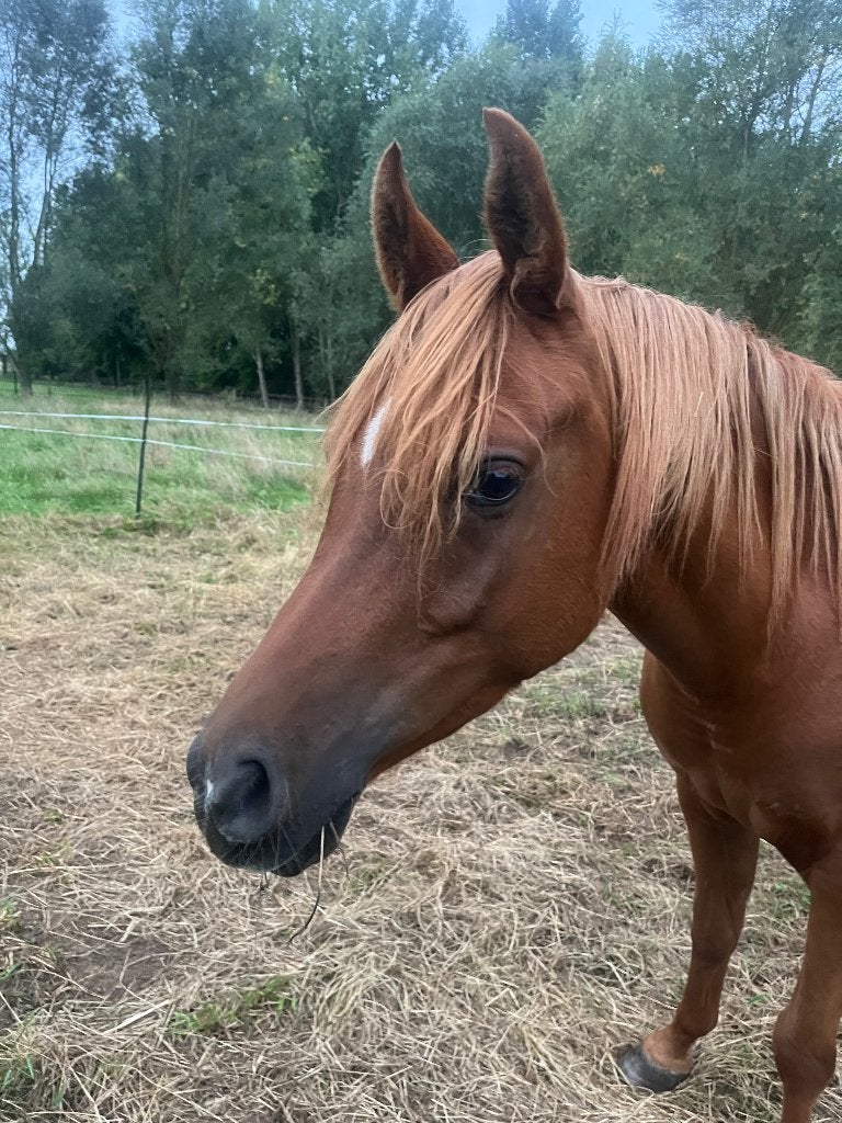 Te koop 3 jarige ruin Arabier/ Arabisch volbloed, Dieren en Toebehoren, Minder dan 160 cm, Met stamboom, Ruin, 3 tot 6 jaar
