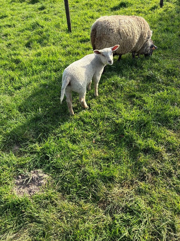 schaap met lam, Dieren en Toebehoren, Schapen, Geiten en Varkens, Vrouwelijk, Schaap, 3 tot 5 jaar
