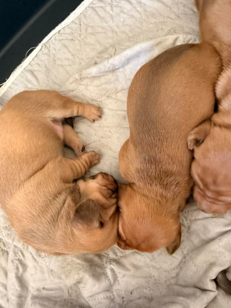 Dwergteckel pups, Dieren en Toebehoren, Honden | Teckels en Dashonden, Parvo, België, 8 tot 15 weken, Korthaar