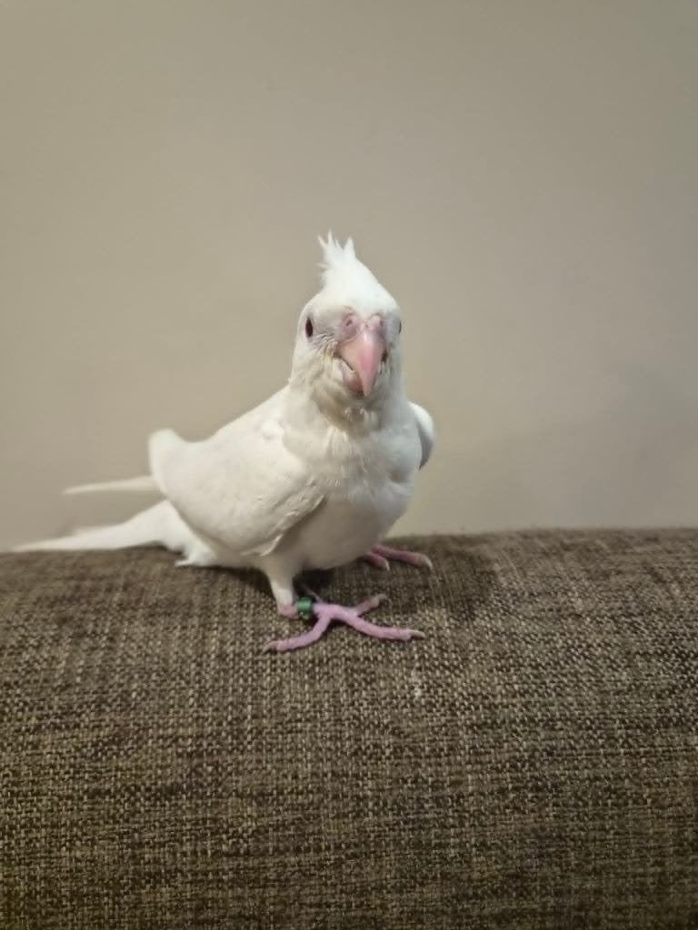 Jonge handtamme EAM valkparkiet met DNA certificaat, Dieren en Toebehoren, Vogels | Parkieten en Papegaaien, Parkiet, Geringd