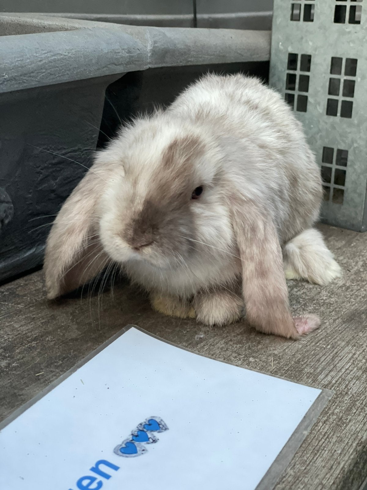 Super speciale franse hangoor rammetjes, Dieren en Toebehoren, Konijnen, Hangoor
