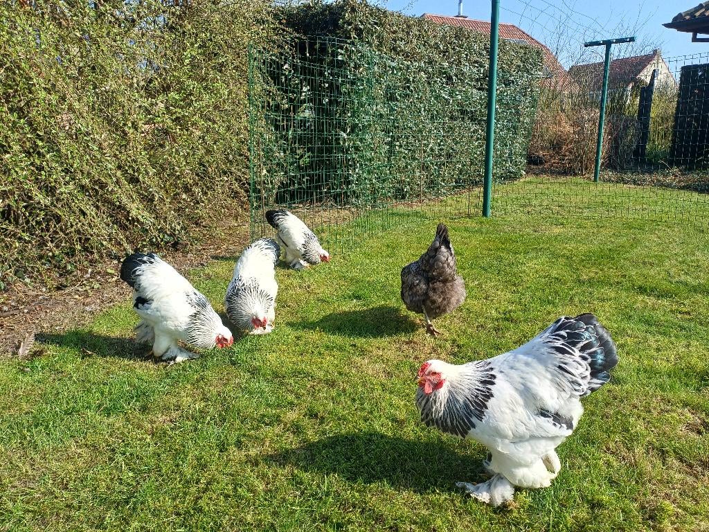 Brahma kriel wit-zwart Columbia, Mâle, Poule ou poulet