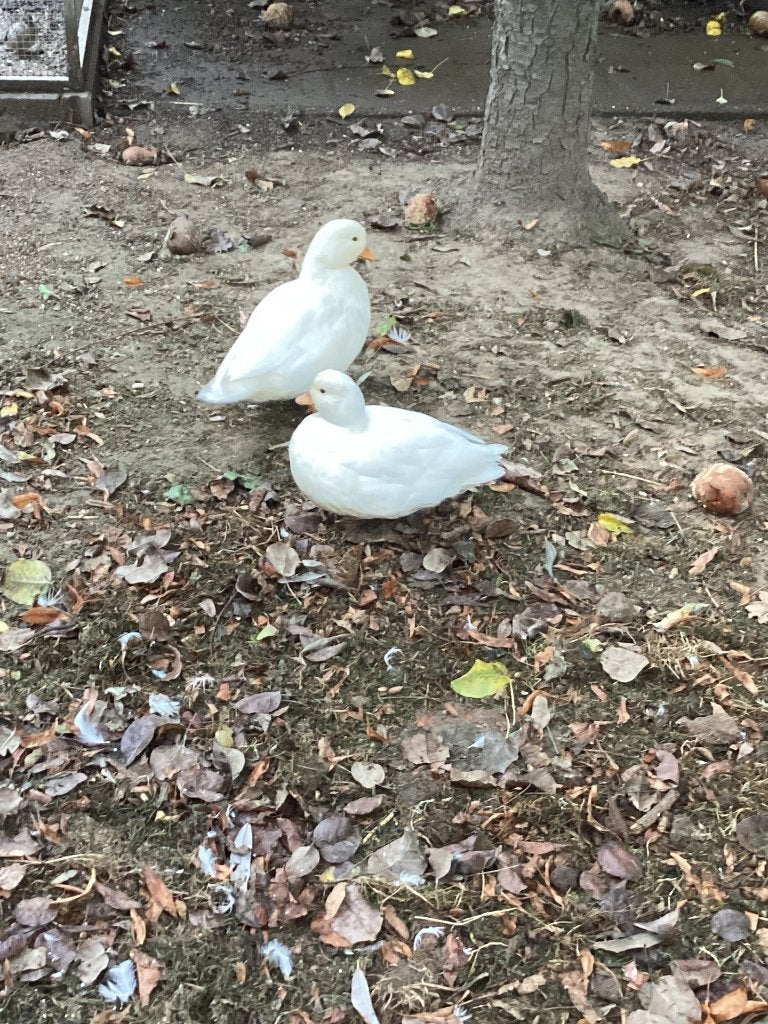 Koppel Hollandse kwakers, Canard