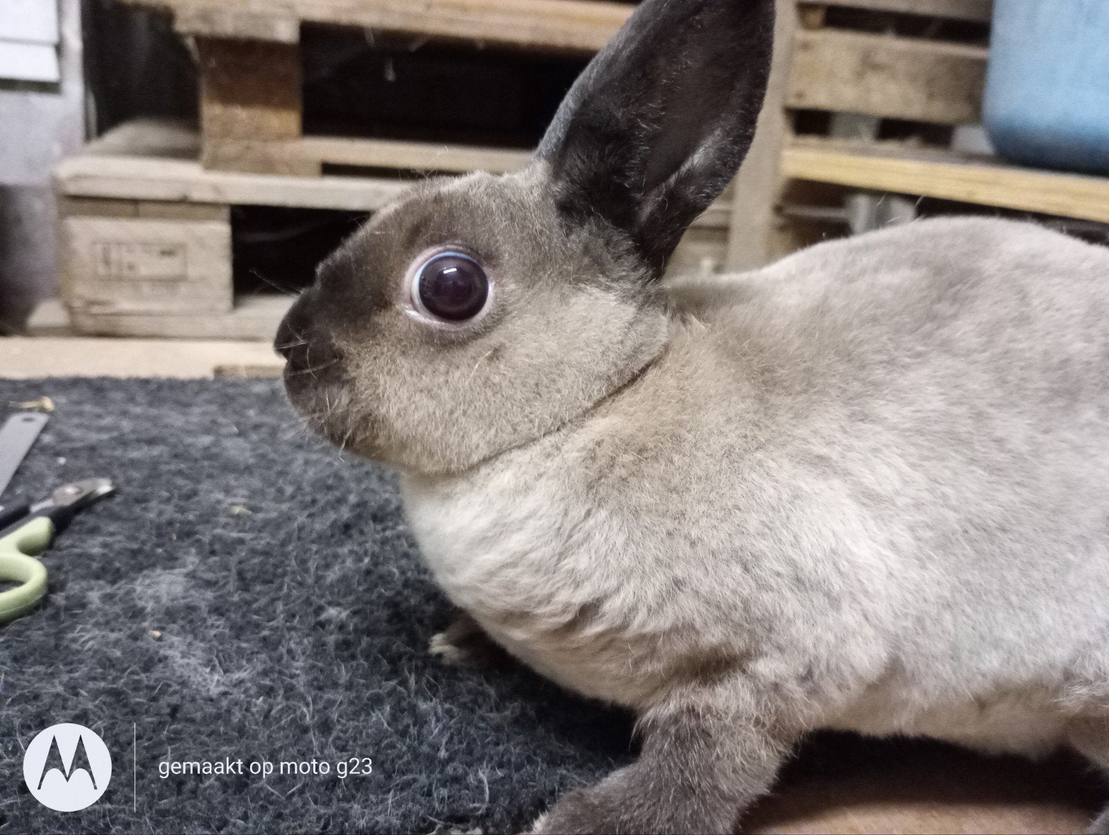 rex dwergje in midden sepia marter., Dieren en Toebehoren, Vrouwelijk, Dwerg, 0 tot 2 jaar