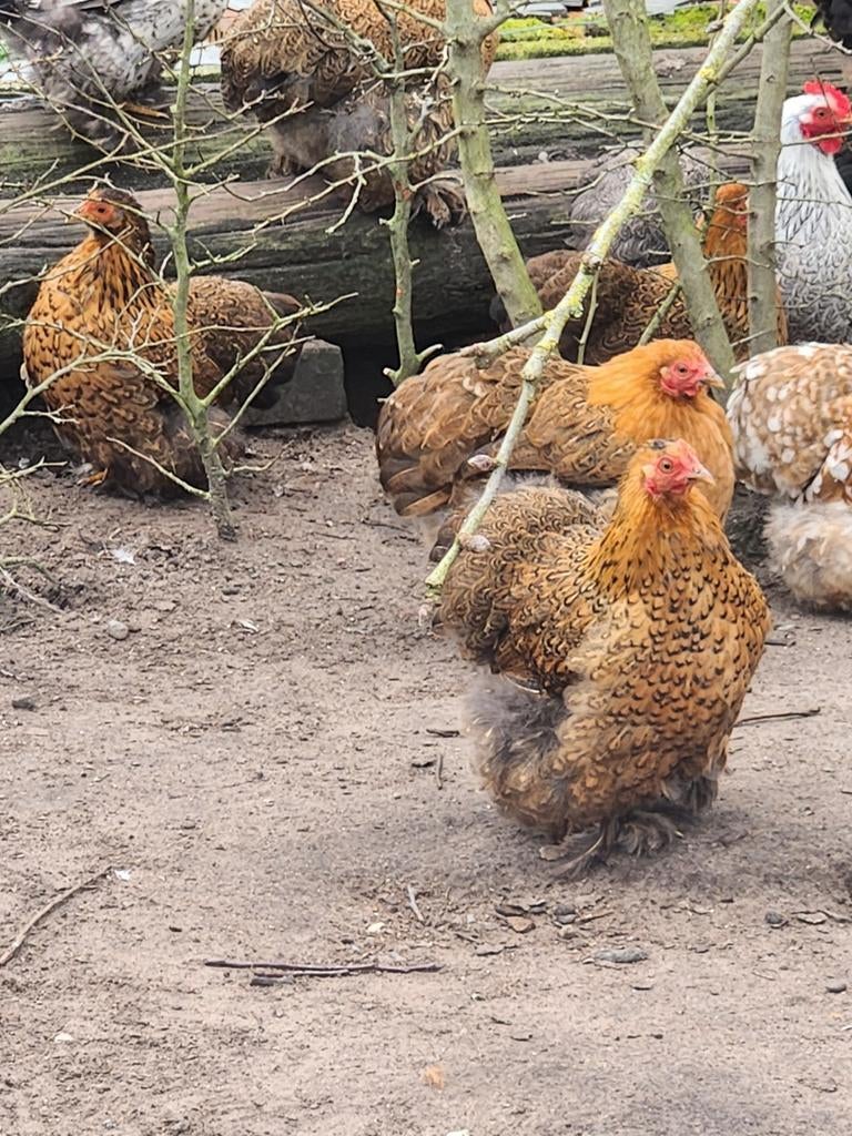Broedeieren cochinkriel, Dieren en Toebehoren, Pluimvee