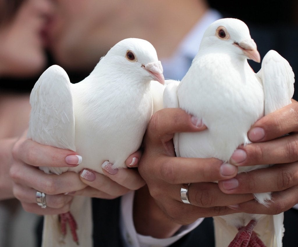 bruidsduiven, Dieren en Toebehoren