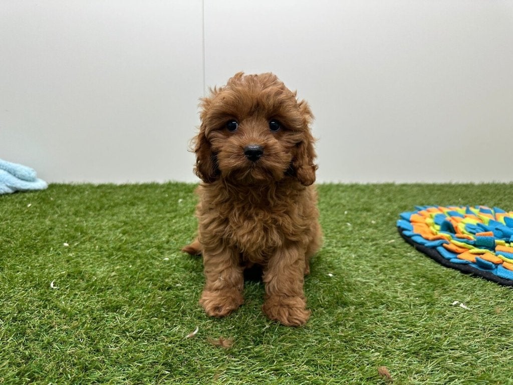 Cavapoo pups (F1), Dieren en Toebehoren, België, 8 tot 15 weken, Parvo, Meerdere