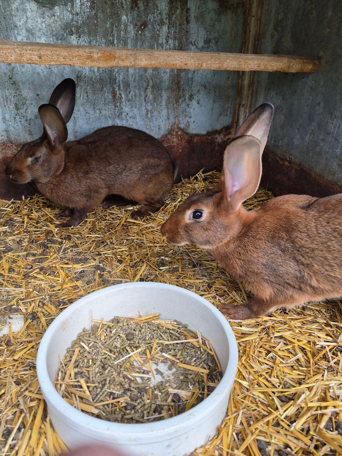 belgisch haaskonijnen met hokken, Dieren en Toebehoren