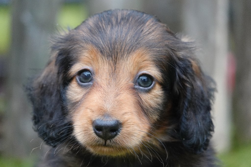 Chiots teckels nains à poil long, avec pedigree, Maladie de Carré (chiens), Poils longs, Plusieurs, Nain
