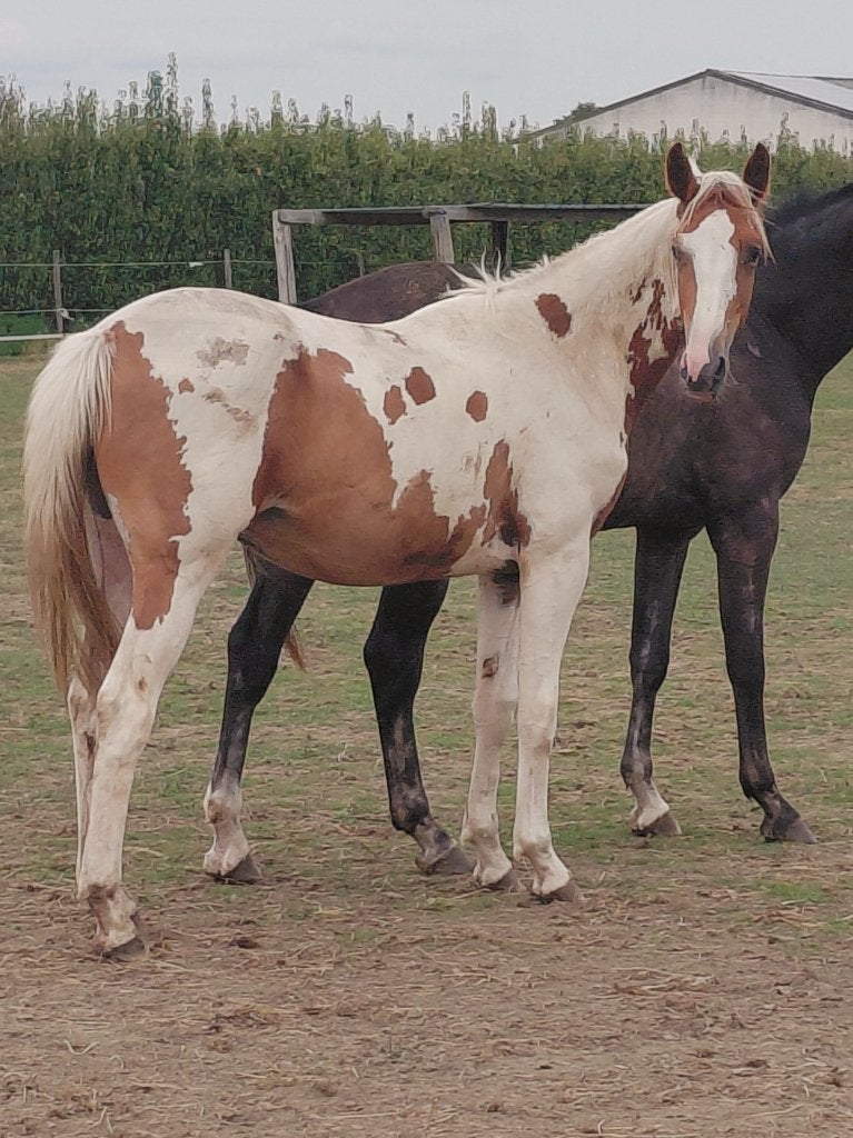 Mooie bruin bonte jaarling., Avec pedigree, Étalon, 0 à 2 ans, Non dressé