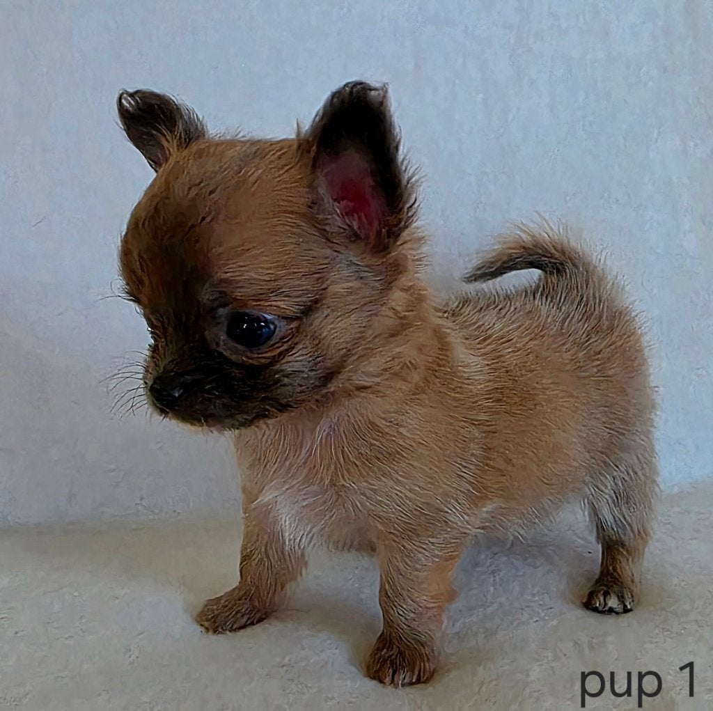 Chihuahua pups, Dieren en Toebehoren, Parvo, België, Particulier, 8 tot 15 weken