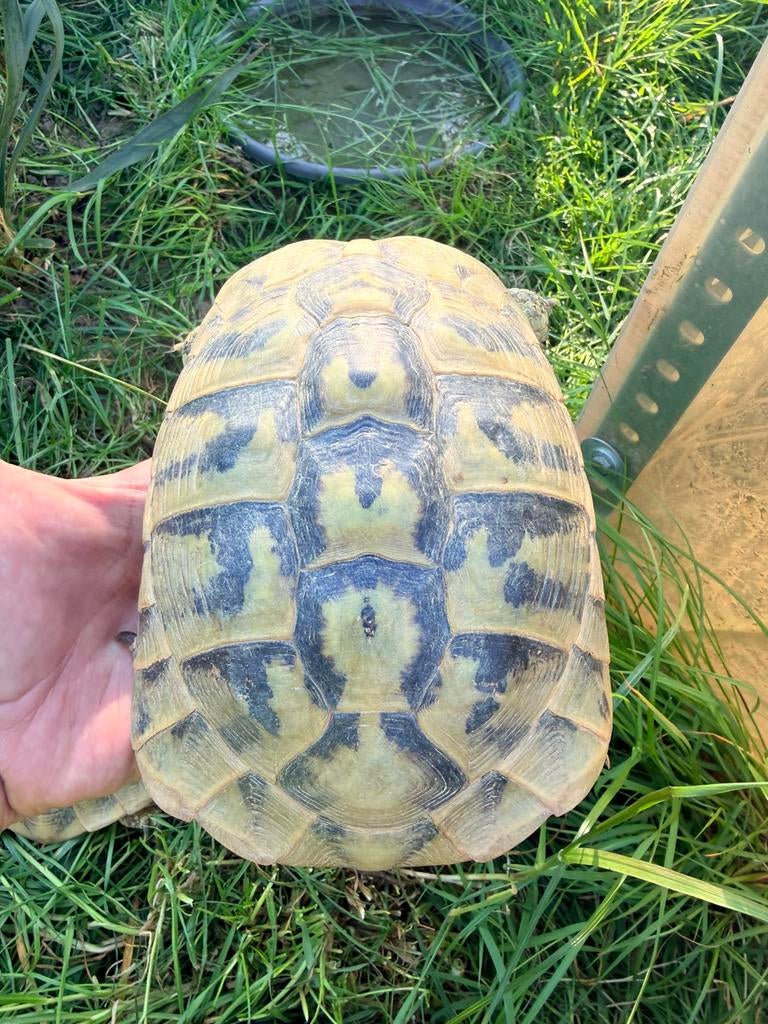 Tortue herman boetgeri, Tortue