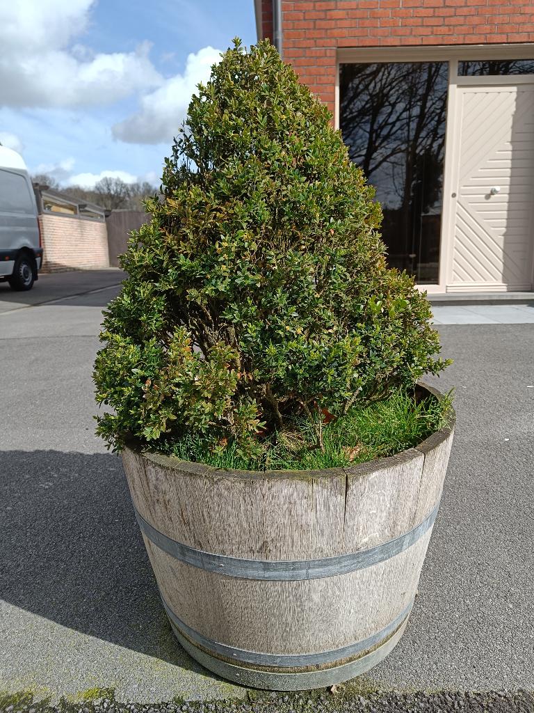 Buxus in sierbak, Enlèvement, Buis, Arbuste, 100 à 250 cm