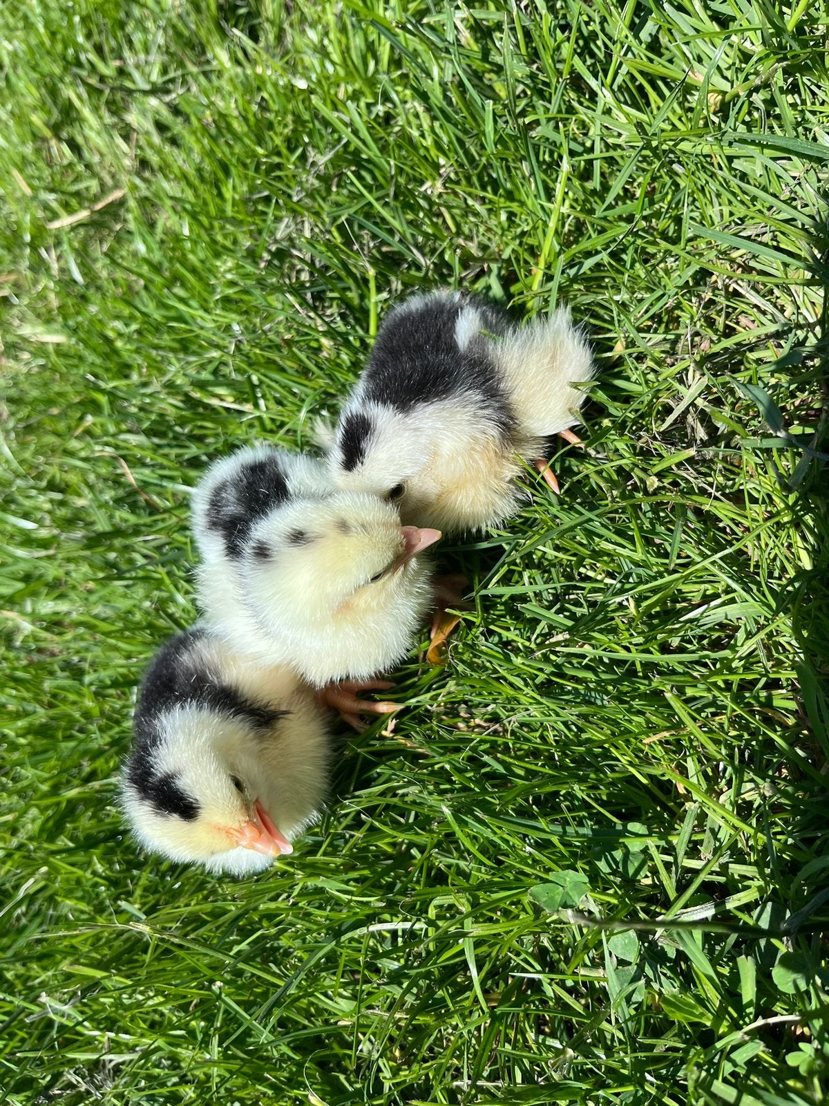 Bonte leghorn kuikens, Animaux & Accessoires
