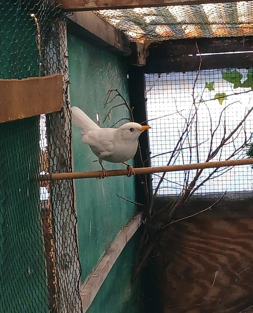 Merels mutatie, Dieren en Toebehoren, Vrouwelijk, Wildzangvogel, Geringd