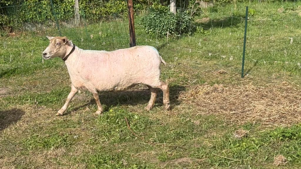 Schaap te koop, Dieren en Toebehoren, Schaap