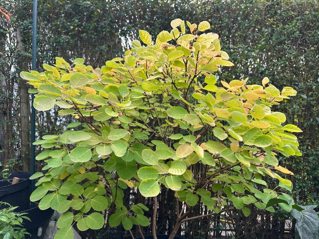 Continus coggygria “Golden Lady”, Halfschaduw, Lente, 100 tot 250 cm, Ophalen