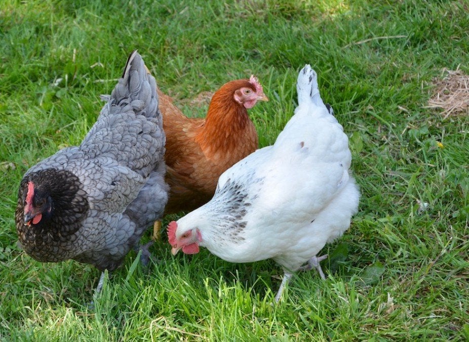 jonge bleu de landes legkippen, Dieren en Toebehoren, Pluimvee, Kip