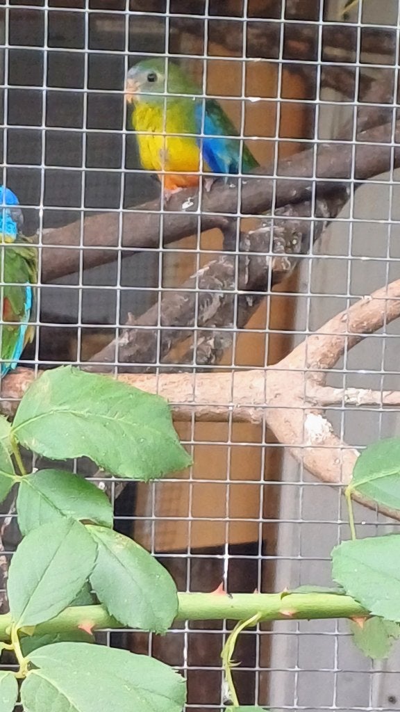 splendid, Dieren en Toebehoren, Vogels | Parkieten en Papegaaien, Meerdere dieren, Parkiet