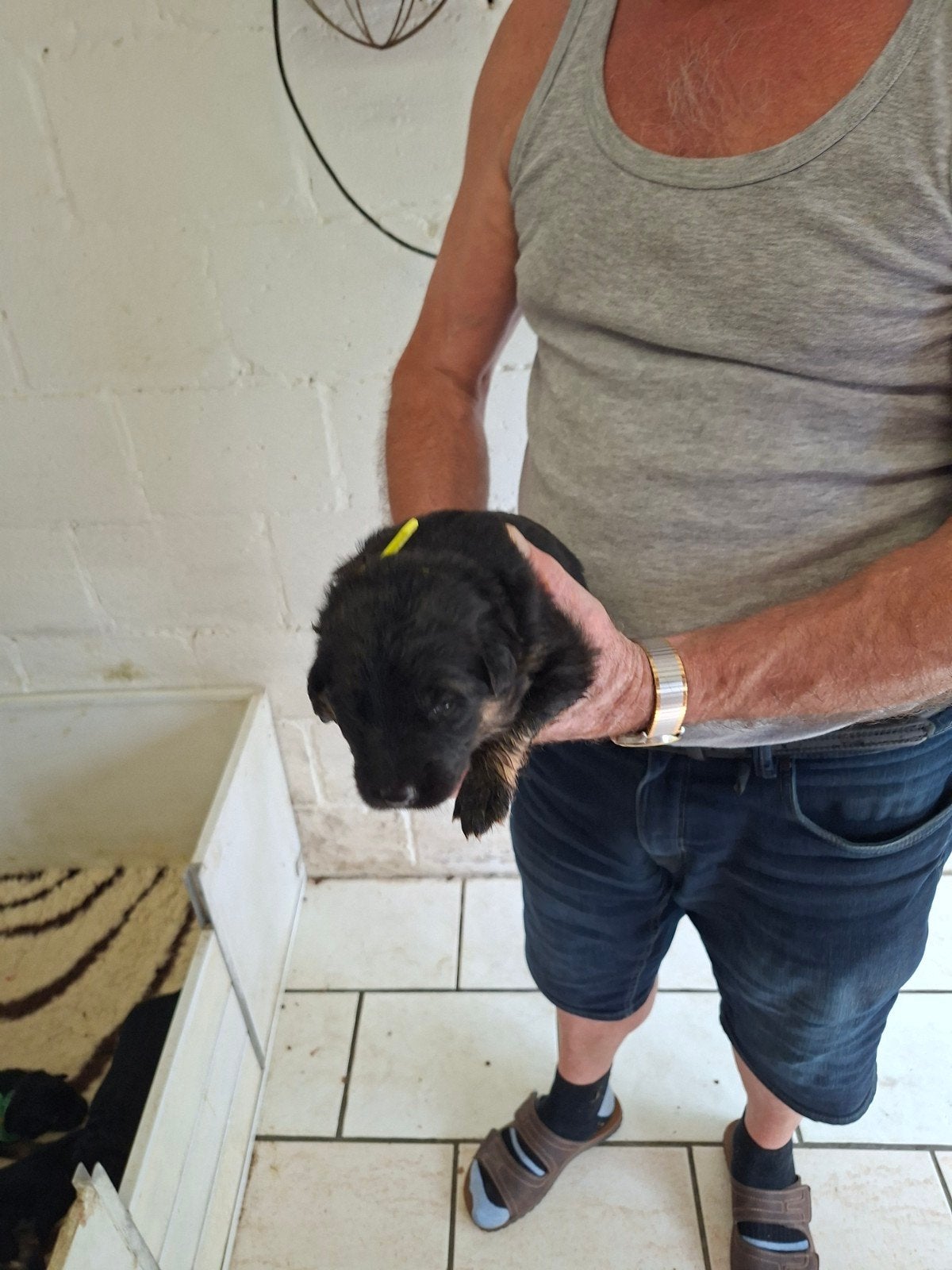 langharig oude duitseherders pups, België, Particulier, Reu, CDV (hondenziekte)