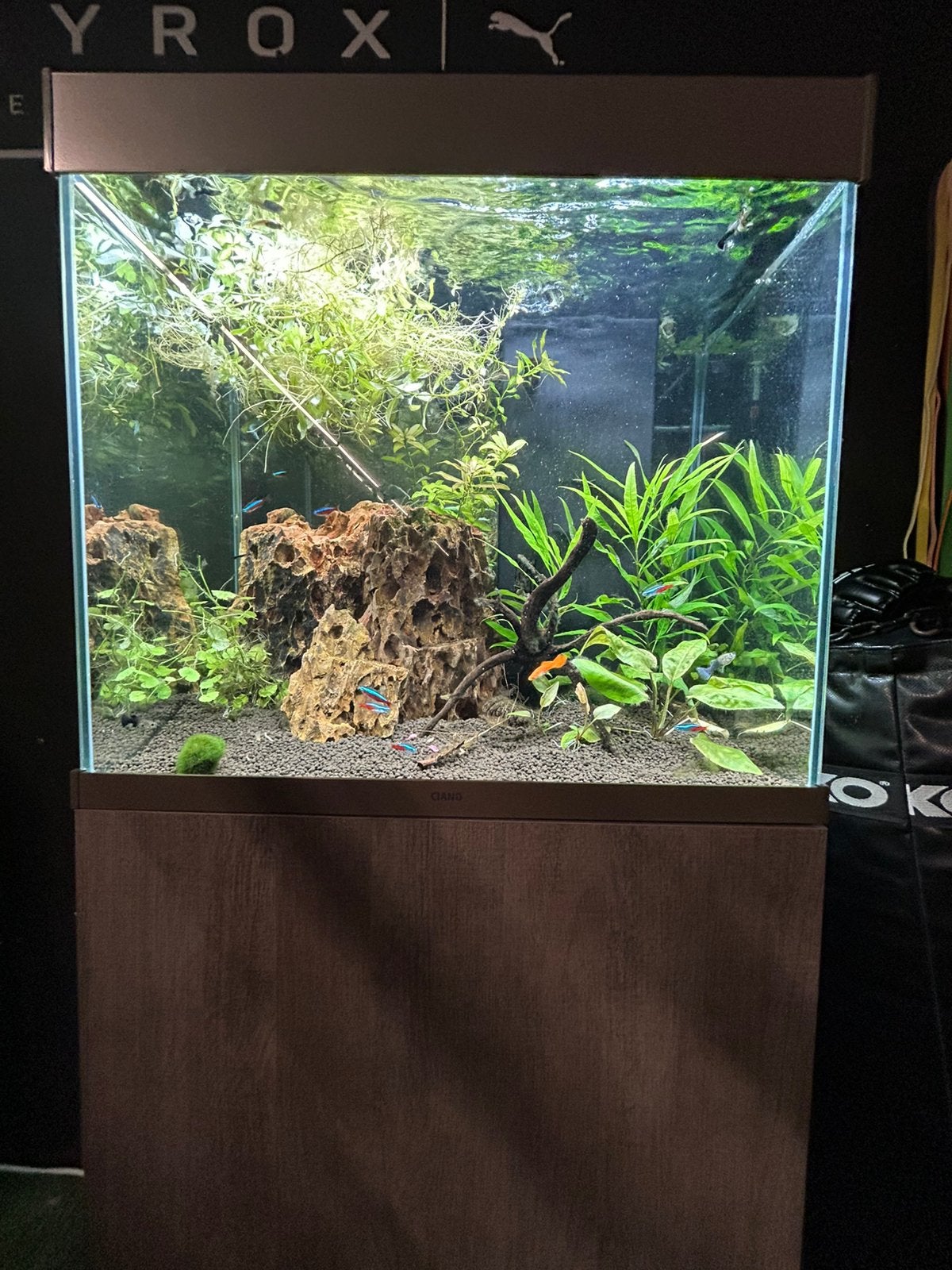 Ciano 108l met kast, Animaux & Accessoires, Enlèvement, Comme neuf