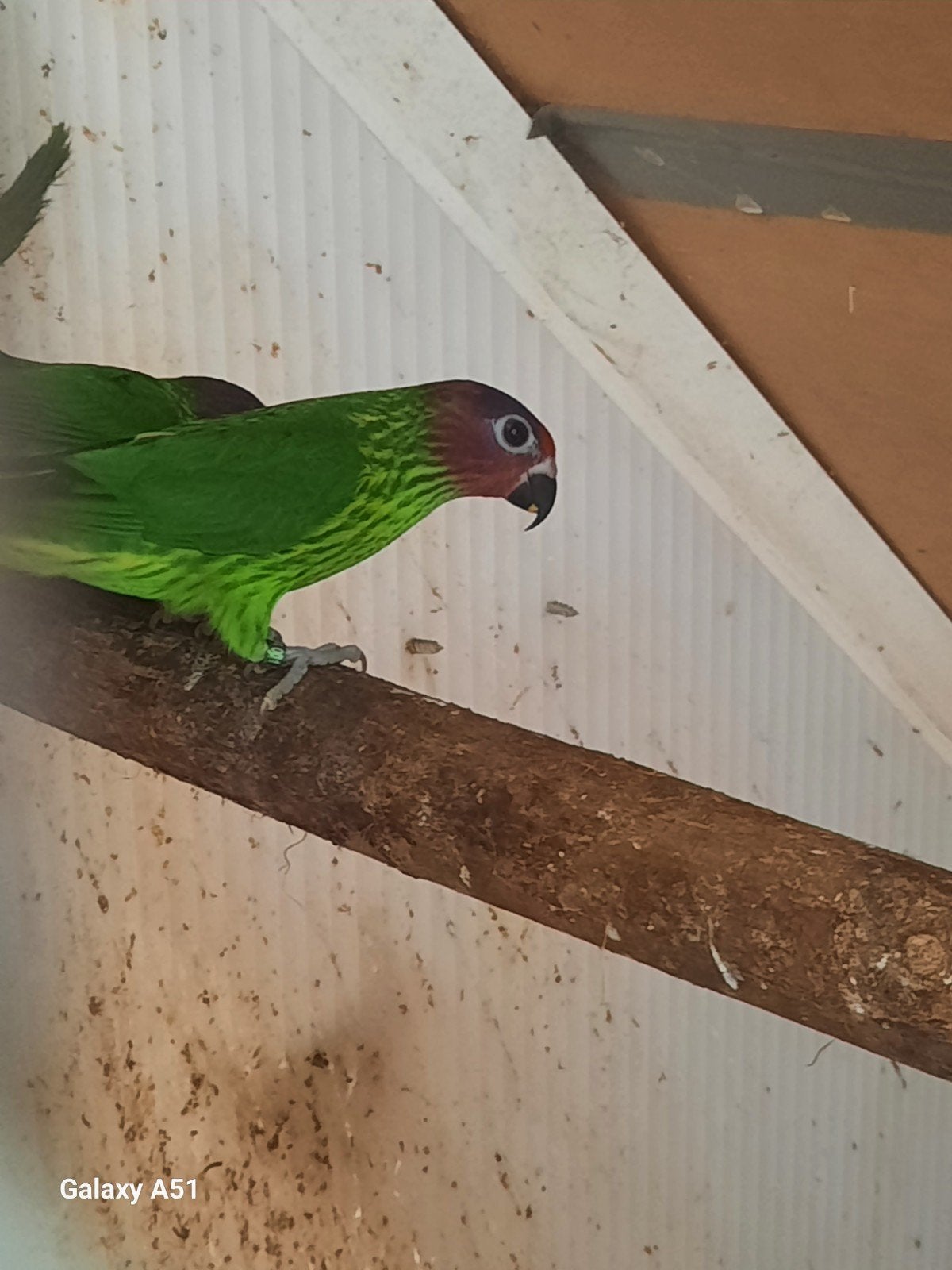 viooltje lori, Dieren en Toebehoren, Vogels | Parkieten en Papegaaien