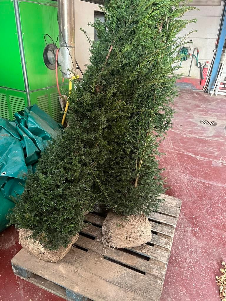 4x taxus baccata 180cm, Ophalen of Verzenden